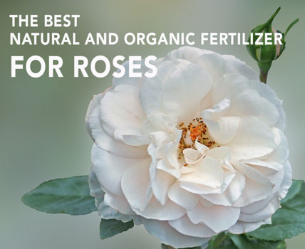Garden How-to:  Best organic fertilizer for roses 2022 