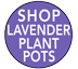 lavender plant pot - shop all