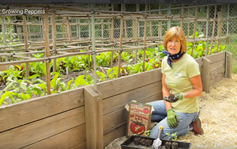 Trish at Peacefull Valley shows How to Grow Peppers -Growing Peppers Organically