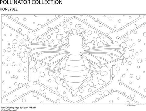 Free Honeybee coloring page