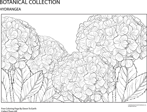 HYDRANGEA COLORING PAGE
