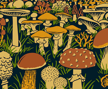 Wholesale apparel accessories - Mushroom Drawing Collection - Shop!