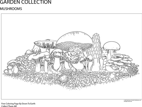 MUSHROOM DRAWING - FREE COLORING PAGE