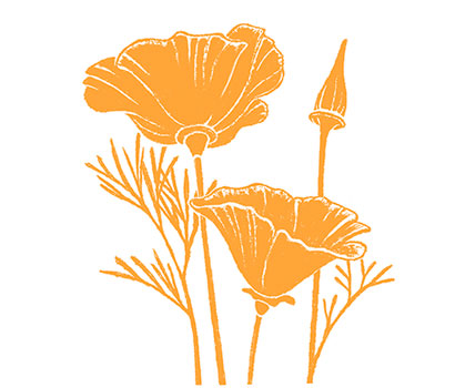 poppy collection - clothing accessories, apparel, glasses