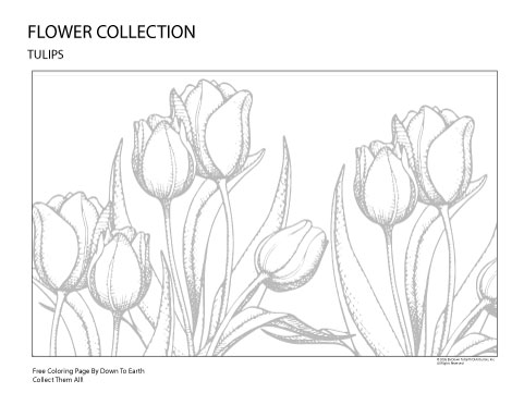 TULIPS- FREE COLORING PAGE
