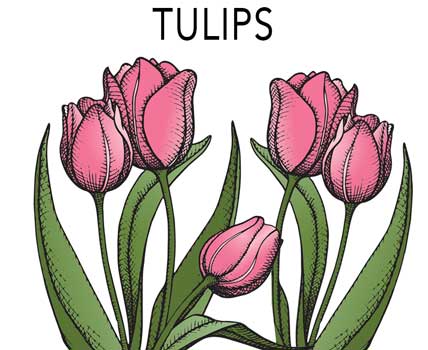 Tulips- clothing accessories, apparel, kitchen textiles